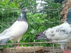 পাকিস্তানি রানিং কবুতর