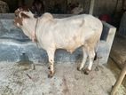 পাকড়া ষাড়