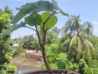 পাকুর বট বনসাই