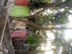 পাঁচ শতাংশ জমি বিক্রয়