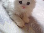 Cat for sell