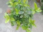 পানির দামে পুরো ছাদ বাগান হাত বদল