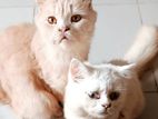 পার্সিয়ান কিটেন বিক্রয় হবে