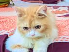 Persian Cat