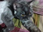 Parsian Cat