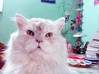 পার্শিয়ান অ্যাডাল্ট মেল ফিমেল