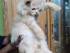 পার্শিয়ান বিড়ালের বাচ্চা বিক্রি করা হবে🐱