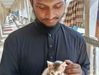 Cat For Adoption