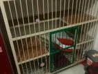 পার্শিয়ান বিড়ালের খাঁচা বিক্রি করতে চাই