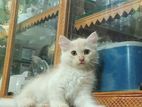 Cat For Sale