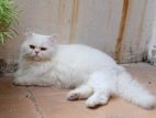 পার্শিয়ান বিড়াল, Persian Cat