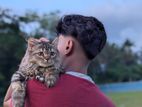 পারশিয়ান বিড়াল