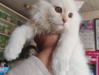 পার্শিয়ান বিড়াল Persian Cat Fawn Color