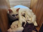 পারসিয়ান বিড়াল 🐱