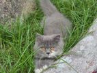 পার্সিয়ান বিড়াল/ Parsian Cat