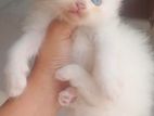 পার্সিয়ান বিড়াল/persian cat