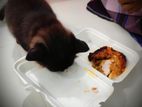 পার্সিয়ান cat