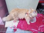 পার্সিয়ান ক্যাট/Persian cat