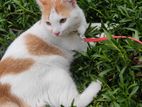 পার্সিয়ান মিক্স ব্রিড বিড়াল,Mix breed cat