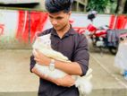 পারসিয়ান বিড়াল