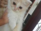 persian cat for sell