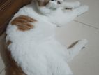 পার্সিয়ান বিড়াল - Persian Cat