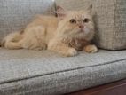 পার্সিয়ান বিড়াল Traditional Persian Cat