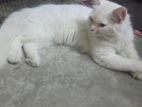 Persian male cat for sale