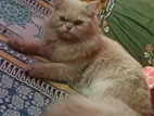 পারসিয়ান থ্রি কোট ২টা বিড়াল
