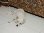 পারসিয়ান,dog