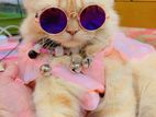 Cat for sale