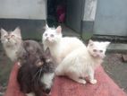 পার্সিয়ন বিড়াল