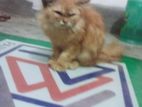 Persian mix breed cat For Sell.