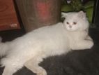 Persian cat for sell