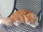 Persian cat