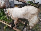 পাঠা ছাগল বিক্রি হবে