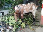 পাঠা ছাগল বিক্রি করা হবে