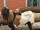 পাঠা ছাগল বিক্রি করবো