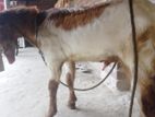 পাঠা ছাগল পাকিস্তানি