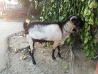 পাঠা একদম সুন্দর