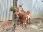 পাঠী ছাগল বিক্রি