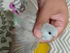 Pacific Parrotlet ( Cinnamon Female )