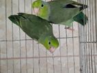 Pacific Parrotlet [Forpus]