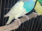 paid budgerigars male