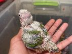 painapel conure & green cheek