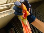 painapel conure