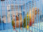 Painapel Conure