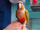 Painaple conure (fix price)