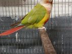 painappale conure raning pair DNA card soho