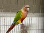 painappale conure raning pair with dna card